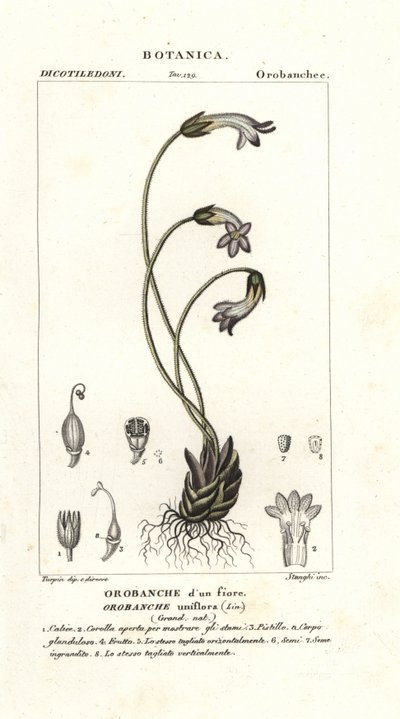 Egyvirágú seprűvirág, Orobanche uniflora alkotó: Stanghi Stanghi
