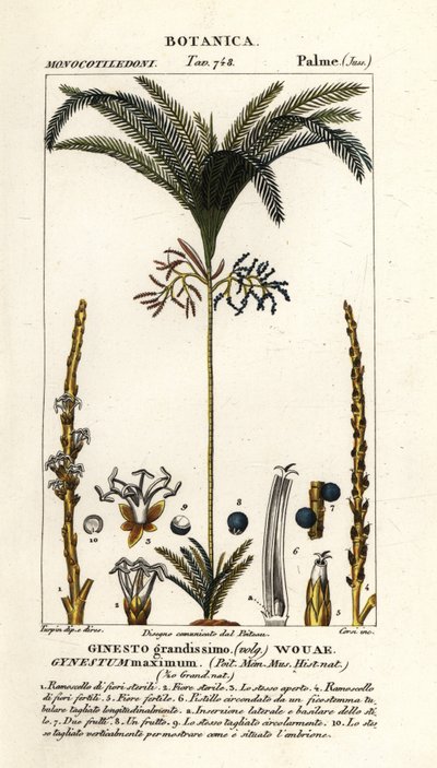 Pálmafa, Geonoma maxima alkotó: Stanghi Stanghi