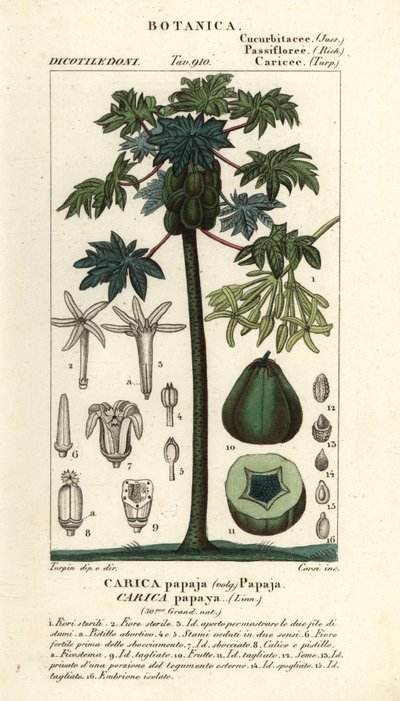 Papaya, papaya vagy mancsfa és gyümölcs, Carica papaya alkotó: Stanghi Stanghi