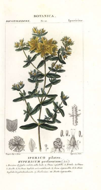 Perforált orbáncfű, Hypericum perforatum alkotó: Stanghi Stanghi