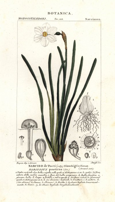 Költő nárcisz, Narcissus poeticus alkotó: Stanghi Stanghi