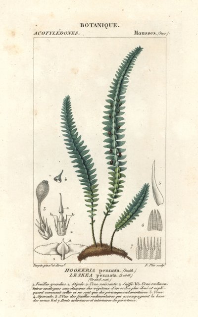 Tollmoha vagy álpáfránymoha, Cyathophorum bulbosum alkotó: Stanghi Stanghi