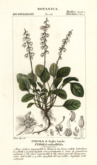 Kerek levelű télzöld, Pyrola rotundifolia alkotó: Stanghi Stanghi