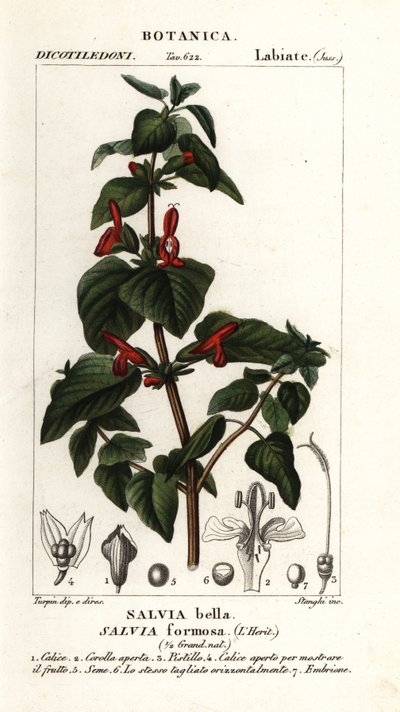 Fényes levelű zsálya, Salvia formosa alkotó: Stanghi Stanghi