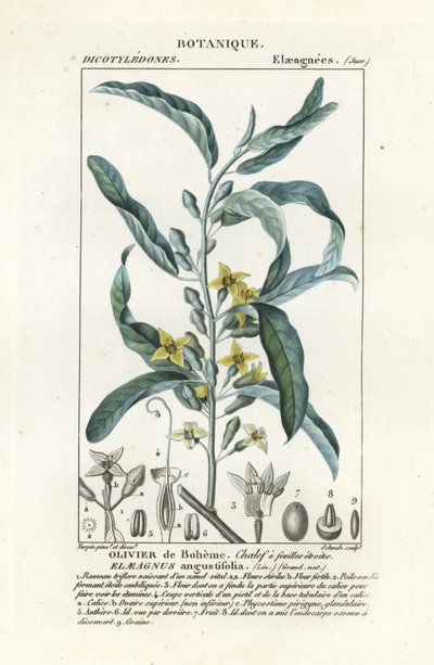 Ezüstbogyó vagy oleaster, Elaeagnus angustifolia alkotó: Stanghi Stanghi