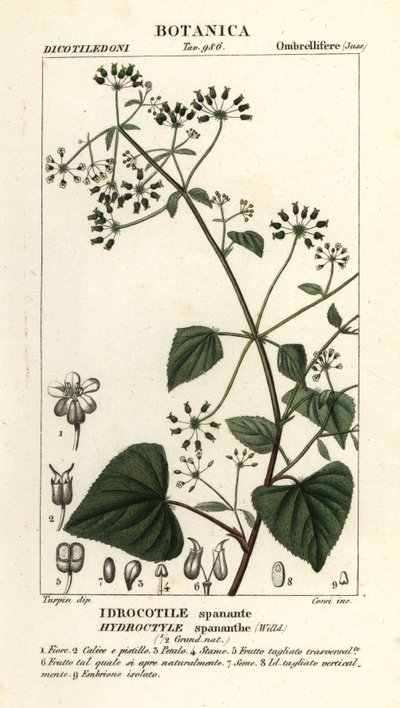 Spananthe paniculata Hydrocotyle spananthe, Idrocotile spanante alkotó: Stanghi Stanghi