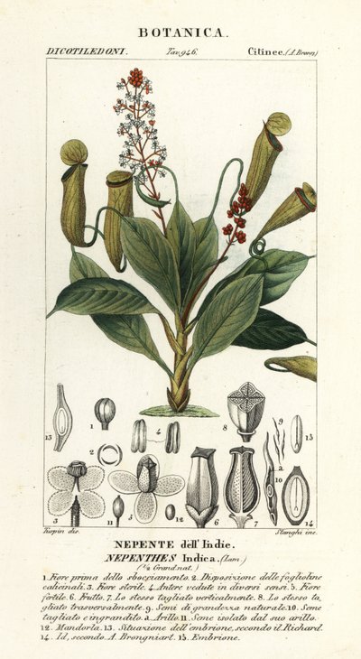 Trópusi kancsó növény, Nepenthes destillatoria alkotó: Stanghi Stanghi