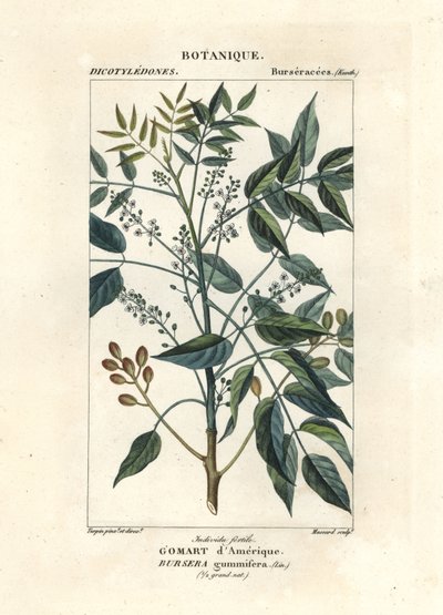 Terpentin fa, Bursera simaruba alkotó: Stanghi Stanghi