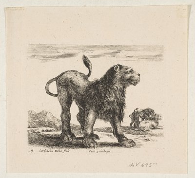 6. tábla: oroszlán, a „Különféle állatok” fajtából Diversi animali, kb. 1641. alkotó: Stefano della Bella
