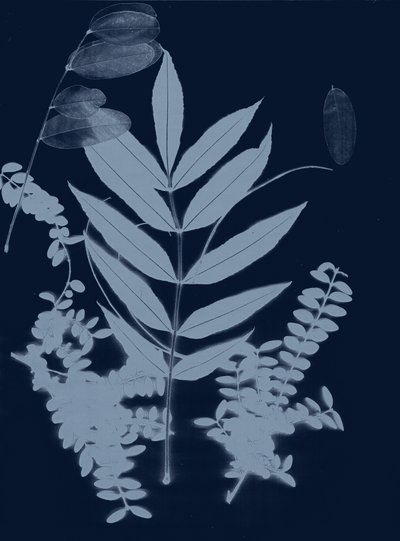 Cyan Foliage 01, 2017 (digitális) alkotó: Stephen Dow