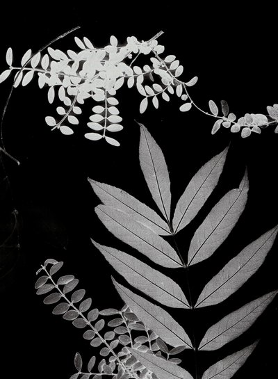 Cyan Foliage 02, 2017 (digitális) alkotó: Stephen Dow