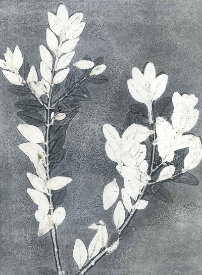 Midnight Garden III, 2015 (monoprint, papír) alkotó: Stephen Dow