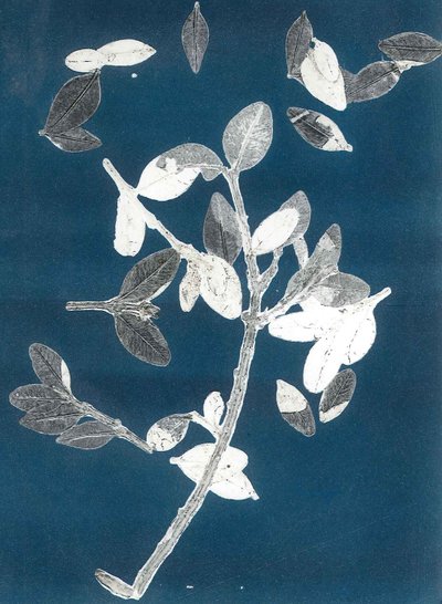 Midnight Garden II, 2015 (monoprint, papír) alkotó: Stephen Dow