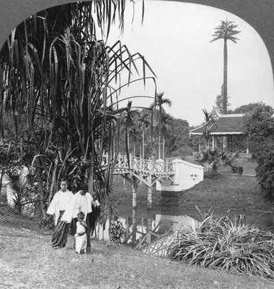 Bepillantás a burmai Rangoon trópusi kertjébe, 1908 alkotó: Stereo Travel Co