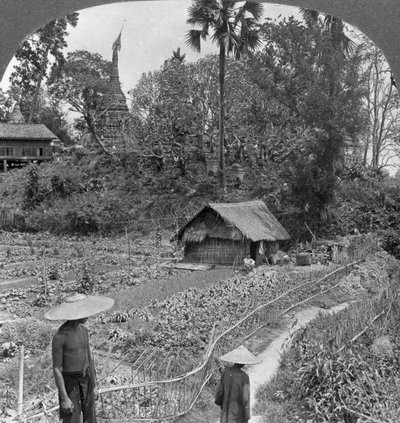 Veteményes kert pagodák között, Bhamo, Burma, 1908 alkotó: Stereo Travel Co