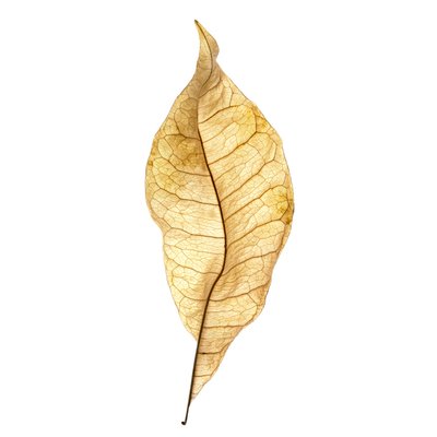 Leaf Study No. 01, 2020 (fénykép) alkotó: Steve Gallagher