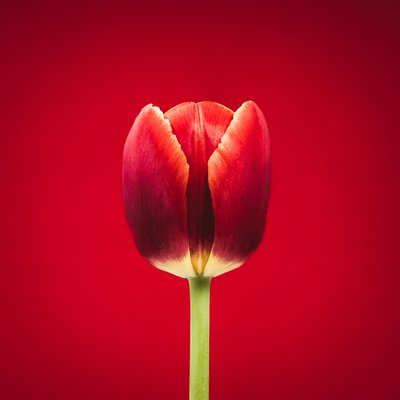 Egyedi piros tulipán portréja piros háttéren alkotó: Steve Gallagher