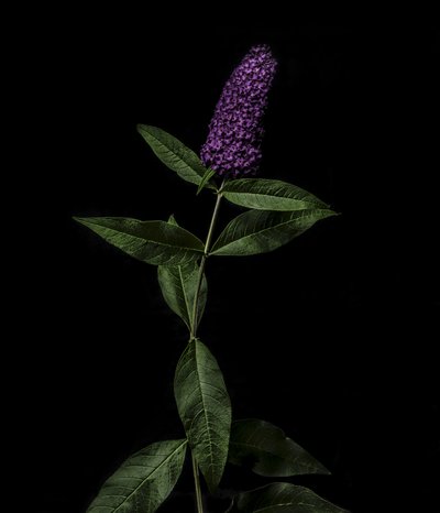Bíbor Buddleja, 2020 (fotó) alkotó: Steve Gallagher