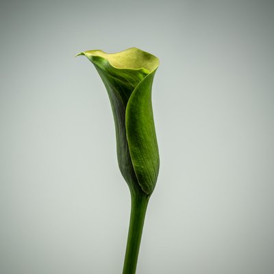 Egyetlen zöld Calla Lily, 2020 (fénykép) alkotó: Steve Gallagher