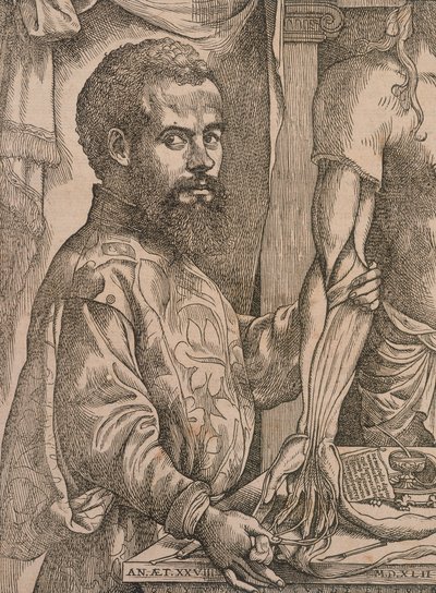 Andreas Vesalius egy holttest alkarjának izmait boncolgatja, 1543. alkotó: Steven van Calcar