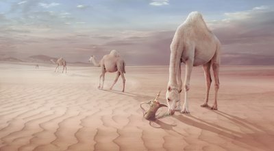  alkotó: Sulaiman Almawash