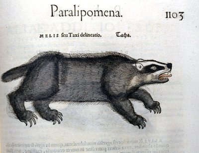 Borz, illusztráció Conrad Gesner „Historia Animalium” című művéből alkotó: Swiss School