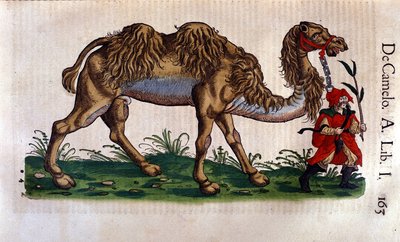 Egy teve ábrázolása, illusztráció Conrad Gesner „Az állatok története” című könyvéből alkotó: Swiss School