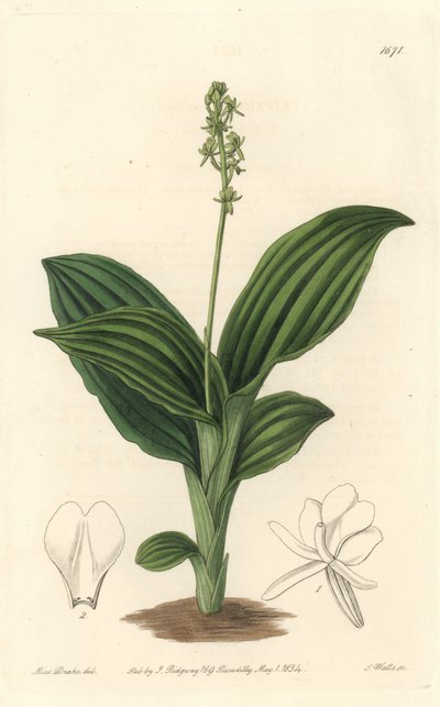 African Liparis Orchidea - Water forte S. Watts által Sarah Anne Drake (1803-1857) illusztrációjáról, a Botanical Registerből alkotó: Sydenham Teast Edwards
