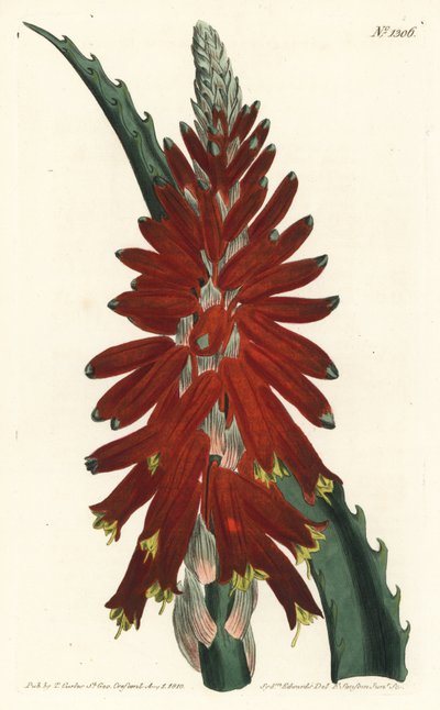 Aloe fa - keskeny levelű kard aloe, Aloe arborescens. F. Sansom Jr. kézi színű rézmetszete Sydenham Edwards illusztrációja után a William Curtis Botanical Magazine-ból, T. Curtis, London alkotó: Sydenham Teast Edwards