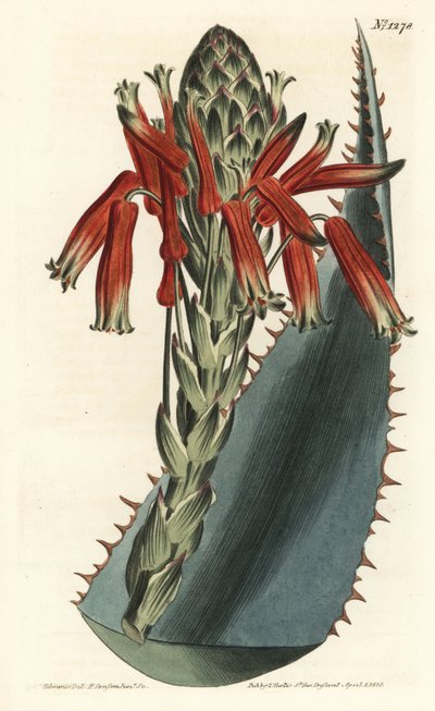 Aloe variete – Kék aloe, Aloe glauca (Vörös tüskés glaukózus aloe, Aloe rhodacantha) – F. Sansom Jr. kézi színű rézmetszet, Sydenham Edwards illusztrációja után, William Curtis Botanical Magazine, T. Curtis, London alkotó: Sydenham Teast Edwards