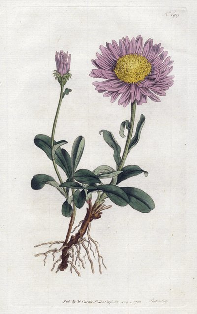 Alpesi őszirózsa vagy az Alpok királynője – Sydenham Edwards litográfiája (1768-1819), William Curtis Botanical Magazine (1746-1799) alkotó: Sydenham Teast Edwards