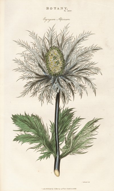 Alpesi tengeri magyal (Eryngium alpinum) alkotó: Sydenham Teast Edwards