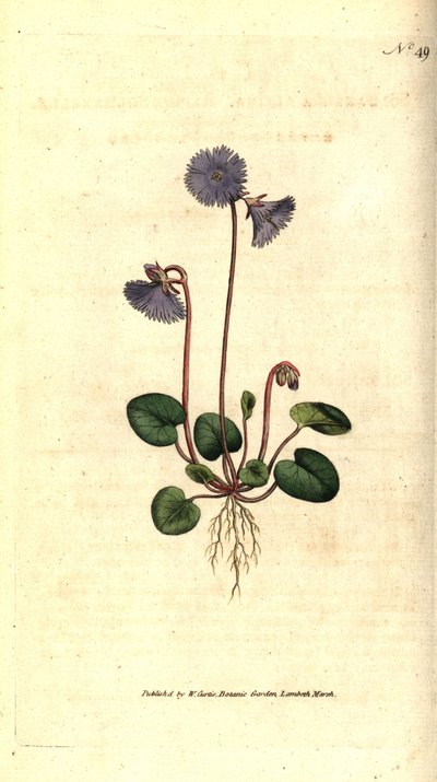 Alpesi soldanella - Alpesi soldanella, Soldanella alpina. Kézzel színezett rézmetszet James Sowerby botanikai illusztrációja nyomán William Curtis The Botanical Magazine-jából, Lambeth Marsh, London alkotó: Sydenham Teast Edwards