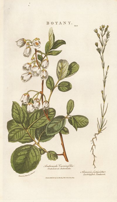 Androméda és Sandwort alkotó: Sydenham Teast Edwards