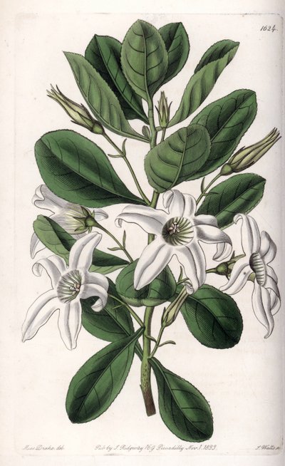 Anthocercis variete, Ausztráliában őshonos – S.Watts által metszett tábla Sarah Anne Drake (1803-1857) illusztrációjáról, a Sydenham Edwards (1768-1819) botanikai nyilvántartásából, Angliából alkotó: Sydenham Teast Edwards