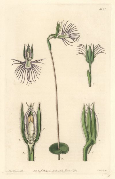 Araignee orchidea, Dél-Afrikában őshonos – Erős víz S. Wattstól Sarah Anne Drake (1803-1857) illusztrációjából, a Botanical Registerből alkotó: Sydenham Teast Edwards