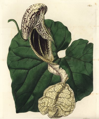 Aristoloche variete - Csónakvirágú anyafű, Aristolochia cymbifera. S. Watts kézi színű rézmetszet Miss Sarah Drake illusztrációja nyomán a Sydenham Edwards Botanical Register-ből, Ridgeway, London alkotó: Sydenham Teast Edwards