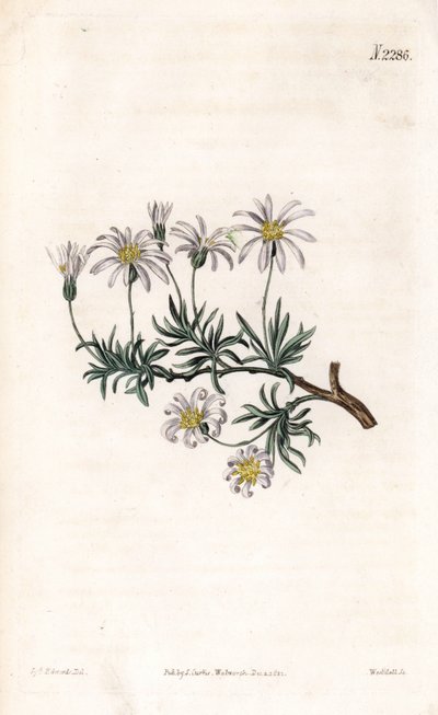 Aster acre - Cserje őszirózsa, Felicia fruticosa (cserjes csillagfű, Aster fruticulosus). Weddell kézzel színezett rézmetszet Sydenham Edwards illusztrációja nyomán Samuel Curtis „” Botanical Magazine” című londoni magazinjából alkotó: Sydenham Teast Edwards