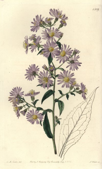 Aster variete - Panicled aster, Symphyotrichum lanceolatum (Pallid aster, Aster pallens). S. Watts kézi színű rézmetszet Charles M Curtis illusztrációja után a Sydenham Edwards Botanical Register-ből, Ridgeway, London alkotó: Sydenham Teast Edwards