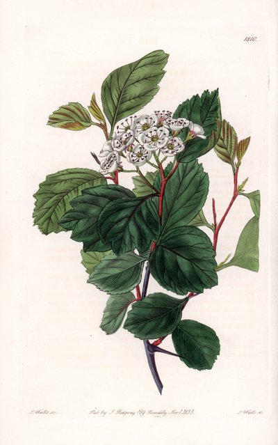 Aubepine vagy fehér tövis, Észak-Amerikában őshonos – S. Watts metszete, Sarah Anne Drake (1803-1857) illusztrációja alapján, a Sydenham Edwards (1768-1819) botanikai nyilvántartásából, Angliából alkotó: Sydenham Teast Edwards