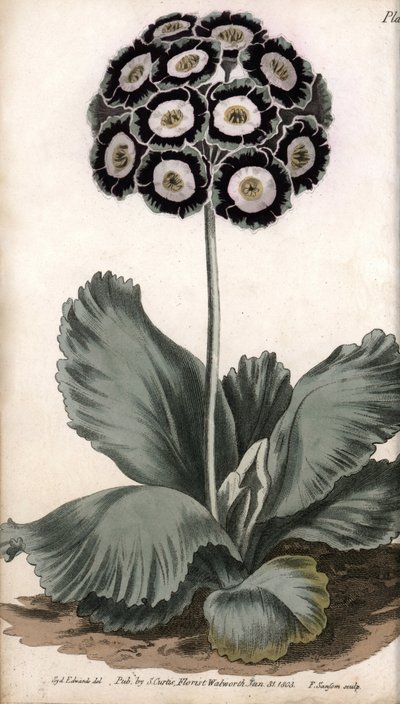 Auricle vagy medvefül. Színes rézmetszet, Sydenham Edwards (1768-1819) illusztrációja a Lambethi Botanikus Kert (Anglia) botanikai konferenciájához alkotó: Sydenham Teast Edwards