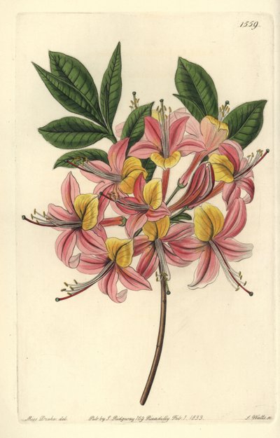 Azalee pontic yellow - Sárga azálea, Rhododendron luteum (Changeable Pontic azalea, Azalea pontica versicolor). S. Watts kézi színű rézmetszet Miss Sarah Drake illusztrációja után a Sydenham Edwards Botanical Register-ből, Ridgeway, L alkotó: Sydenham Teast Edwards