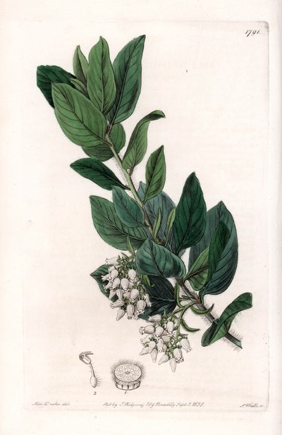 Bear Grape, eredetileg Kaliforniából – S.Watts metszet, Sarah Anne Drake (1803-1857) illusztrációja alapján, Sydenham Edwards (1768-1819) botanikai nyilvántartásából, Angliából alkotó: Sydenham Teast Edwards
