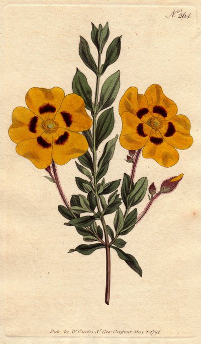 A gyönyörű ciszta élénksárga virágai bíborral díszítettek. Gyönyörű cisztus élénk sárga virágokkal, bíborral díszítve. Cistus formosus. Kézi színű rézmetszet Sydenham Edwards botanikai illusztrációjából William Curtis " alkotó: Sydenham Teast Edwards