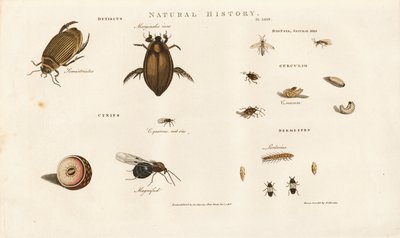 Bogárfajok és fejlődési szakaszaik alkotó: Sydenham Teast Edwards