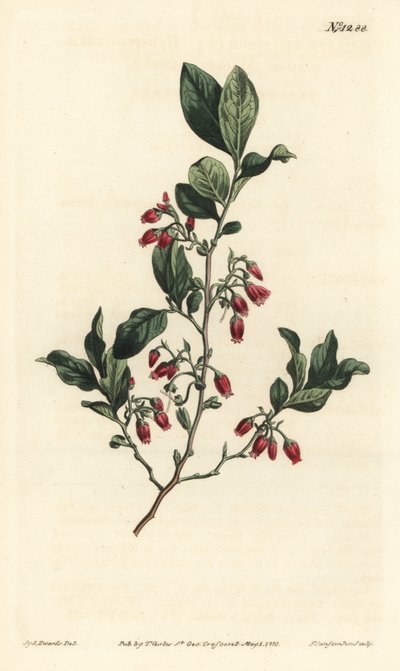 Fekete huckleberry, Gaylussacia baccata (piros virágú nyirkos bogyó, Vaccinium resinosum) – F. Sansom Jr. kézi színű rézmetszete Sydenham Edwards illusztrációja után, William Curtis Botanical Magazine, T. Curtis, London alkotó: Sydenham Teast Edwards