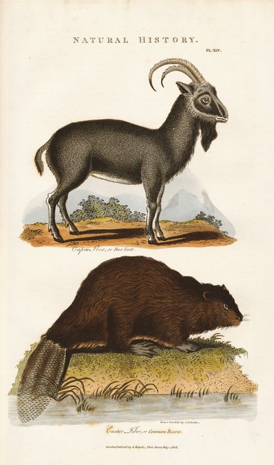 Kék kecske és hód alkotó: Sydenham Teast Edwards