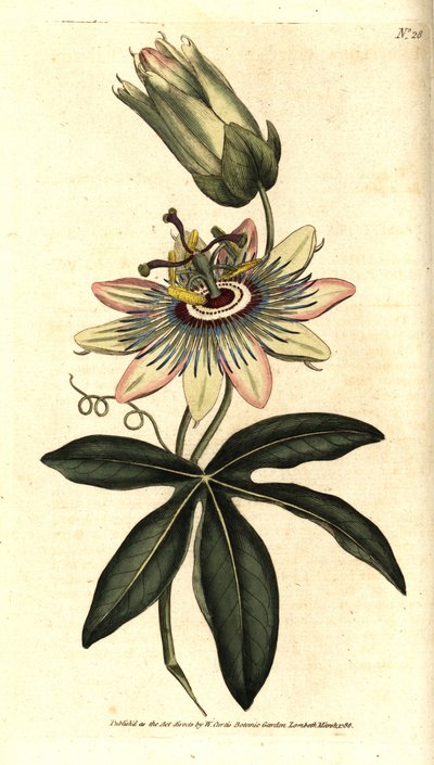 Blue Passiflora - Közönséges golgotavirág, Passiflora caerulea. Kézzel színezett rézmetszet Sydenham Edwards botanikai illusztrációja nyomán William Curtis The Botanical Magazine-jából, Lambeth Marsh, London alkotó: Sydenham Teast Edwards