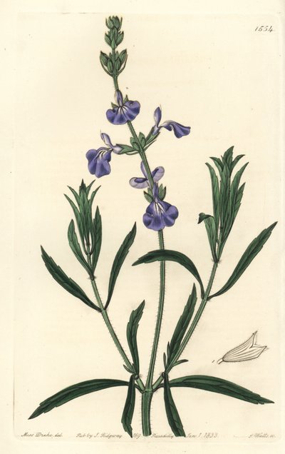 Kékzsálya - Gyepzsálya, Salvia azurea (keskenylevelű zsálya, Salvia angustifolia). S. Watts kézi színű rézmetszet Miss Sarah Drake illusztrációja után a Sydenham Edwards Botanical Register-ből, Ridgeway, London alkotó: Sydenham Teast Edwards