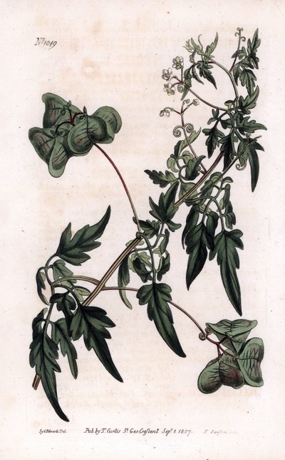 Botanika: cardiospermium vagy szívborsó. Sima szívborsó vagy ballonnövény, Cardiospermum halicacabum. F. Sansom kézi rézmetszete Sydenham Edwards illusztrációjáról, William Curtis